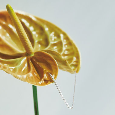 "Mist Pink" Collection